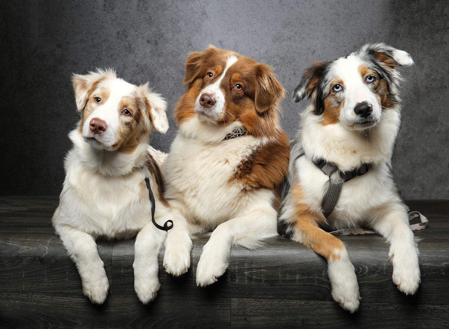 Un élevage canin familial