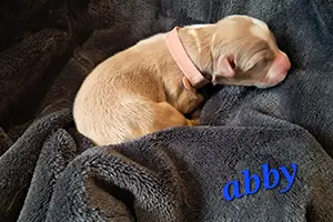 chiot berger australien à l'adoption femelle Abby