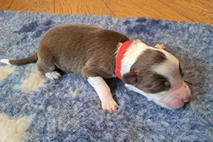 chiot berger australien mâle Alf