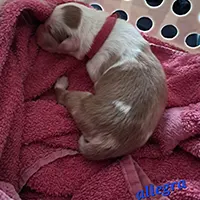 chiot berger australien