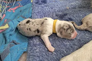 chiot berger australien mâle Alto