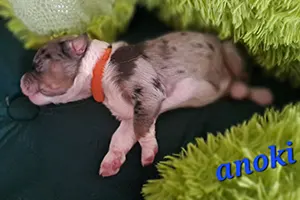 chiot berger australien