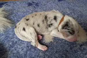 chiot berger australien mâle Ares