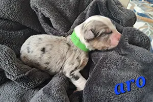 chiot berger australien à l'adoption mâle Aro