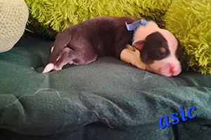 chiot berger australien