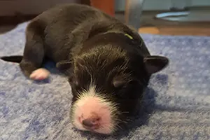 chiot berger australien mâle Aslan