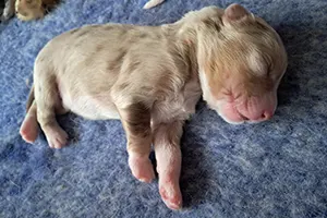 chiot berger australien mâle Aspen