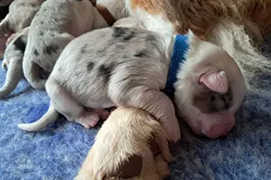 chiot berger australien mâle Astone