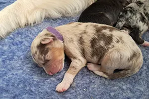 chiot berger australien femelle athéna