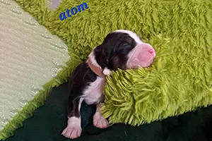 chiot berger australien