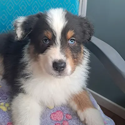 ascis berger australien adaption